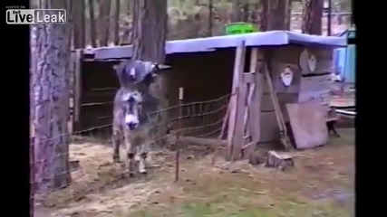 Смях ... Умно козле използва магаре за да прескочи ограда !!!