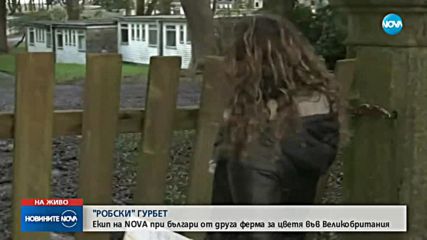 „РОБСКИ” ГУРБЕТ: Екип на NOVA влезе във ферма за цветя във Великобритания