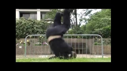Learn Freerunning and Parkour - Diving Roll 