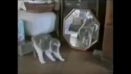 Луди, прости котки