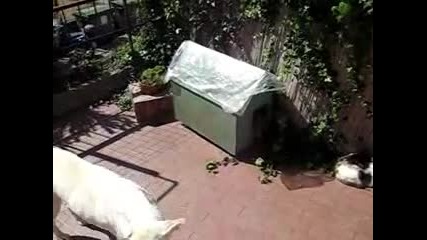 Cat and dog