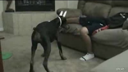 doberman vs laser