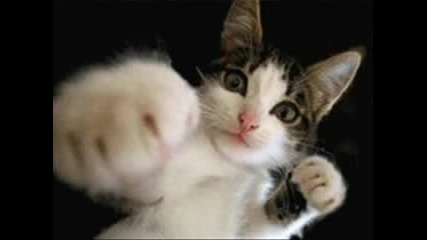 Бокс С Котка
