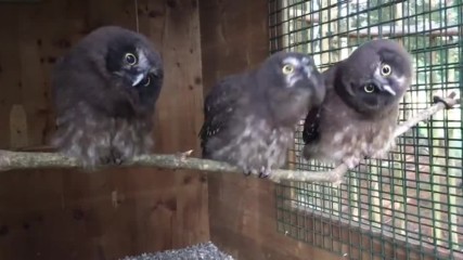 Яки сови