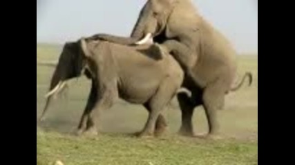 Слонска му работа - любов безкрай