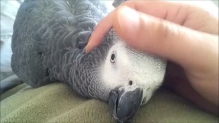 papagal Koko2