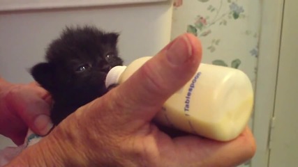 Сладко коте суче мляко с биберон и си мърда ушите