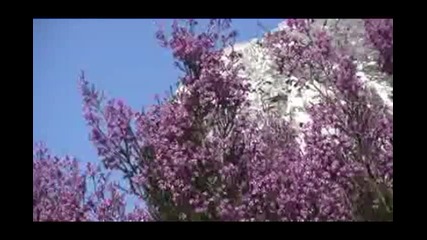 J. Strauss - Voices of the Forest