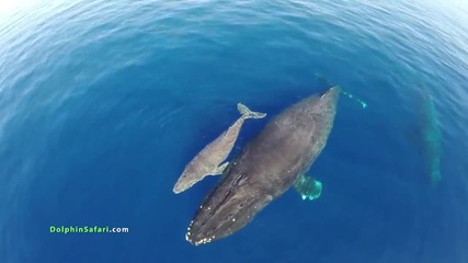 Страхотни кадри делфини и китове снимани с дрон