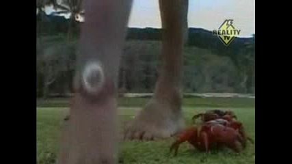 Раци
