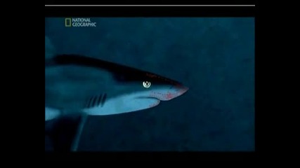 Най - Опасните Животни В Света - Амазония, Част 3 