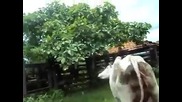 Ветеринарка преглежда крава след отелване