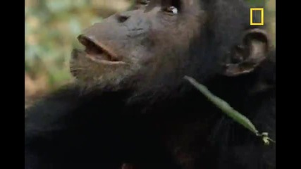 Шимпанзета на лов за маймуни