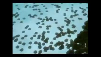 Wolfs Rain Amv 