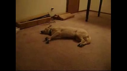 Bizkit the Sleep Walking Dog.flv