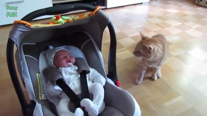 Котета виждат бебета за първи път