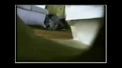 Екстремни Котки!