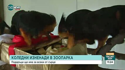 Обитателите на бургаския зоопарк получават коледни подаръци