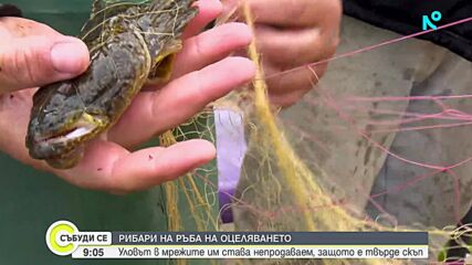Поскъпването на горивата удари и цената на рибата