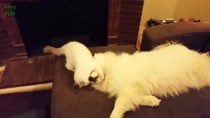 Компилация Смях ! Ultimate Cute Kittens Compilation 2015 (720p)
