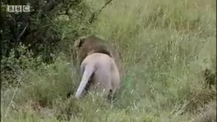 King lion under attack - Bbc wildlife