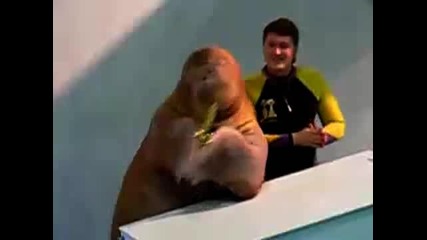Walrus Plays The Sax.flv