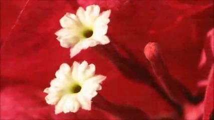 Ernesto Cortazar -my Heart Is Yours