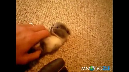 Сладко коте си играе 