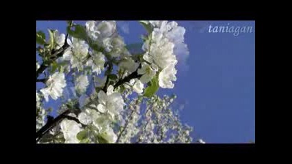 Яблони в цвету - Евгений Мартынов