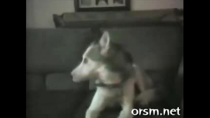 Talkings Dogs..;d 