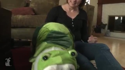 Смешен булдог облечен в костюм на жаба