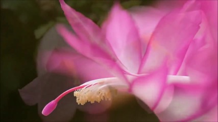 Тоника - Чудно цвете