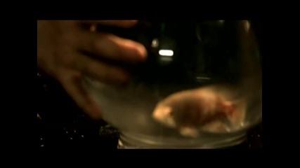 Disturbed - Stupify