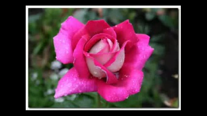 Blumen