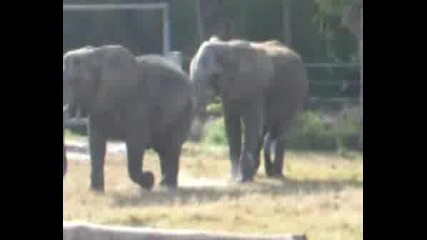 Elephant sex