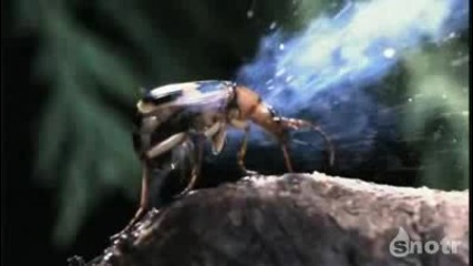 Бръмбар бомбардира мравки 