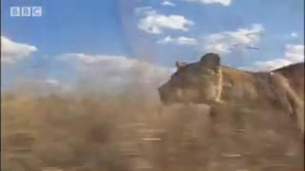 Hunting wildebeest - Pride - Bbc animal drama 