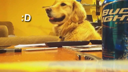 Куче Радващо се на Музика, но като спре.. Много Смях