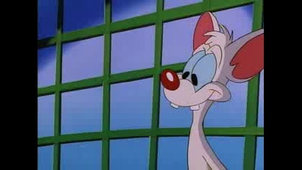 Pinky And The Brain - Sample 5