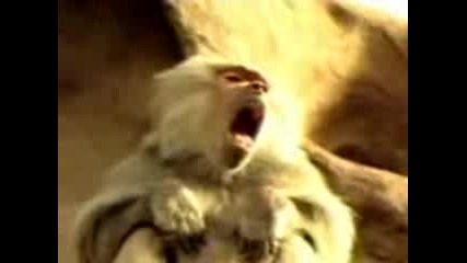 Refreshing Monkey
