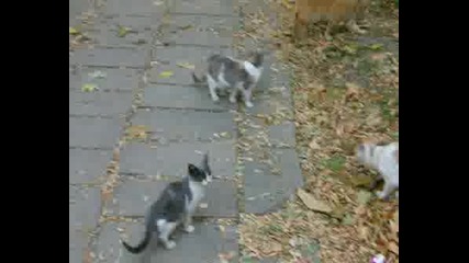 Koteta Ot Ulicata.avi