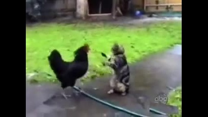 Hай-откачените котки