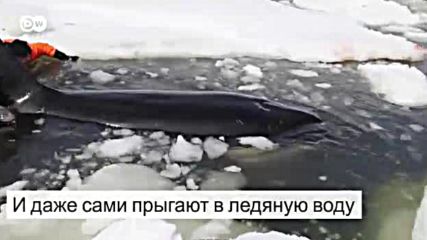 Косатки Фэйсбук