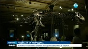 Истински скелет на тиранозавър беше изложен в Берлин