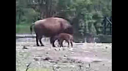 Новородено Бизонче