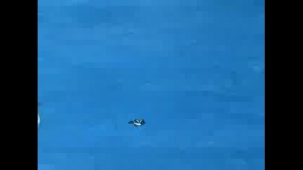 Dastardly & Muttley: Stop Which Pigeon