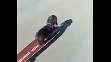 куче кара Skateboard 