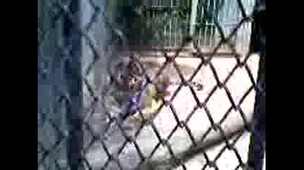 Тигъра В Ловешкия Зоопарк