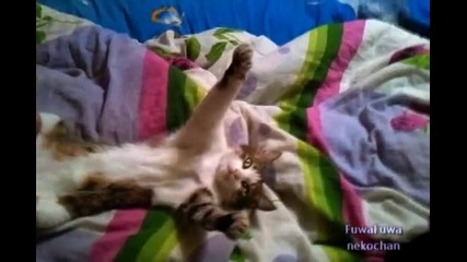 Коте релаксира от страхотен масаж