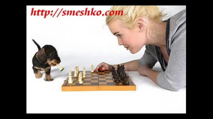 Cмешни Картинки